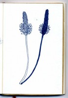 http://www.austrohungaro.com/ballesteros/files/gimgs/th-25_25_herbe-et-sombre2.jpg