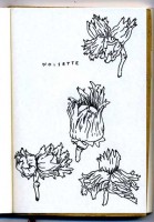 http://www.austrohungaro.com/ballesteros/files/gimgs/th-25_25_noisettes.jpg